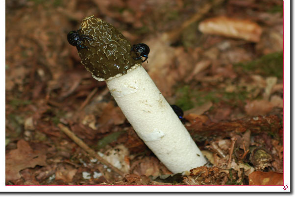 Stinkmorchel Phallus impudicus