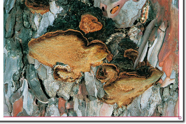 Kiefern-Feuerschwamm Phellinus pini