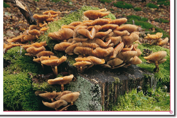 Stockschwämmchen Kuehneromyces mutabilis