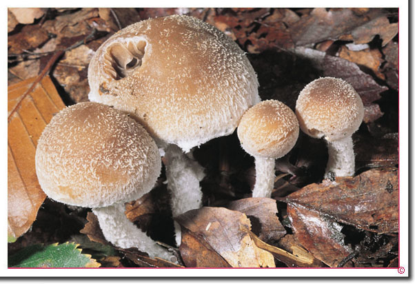 Wolliger Mürbling Psathyrella artemisiae