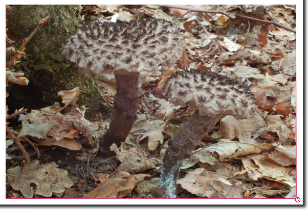 Gemeiner Strubbelkopfröhrling Strobilomyces floccopus