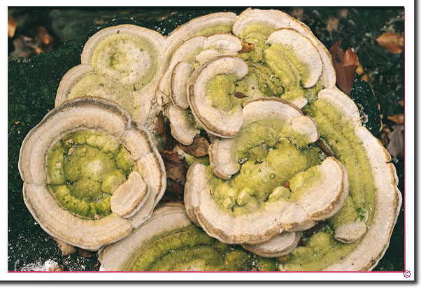 Buckel-Tramete Trametes gibbosa