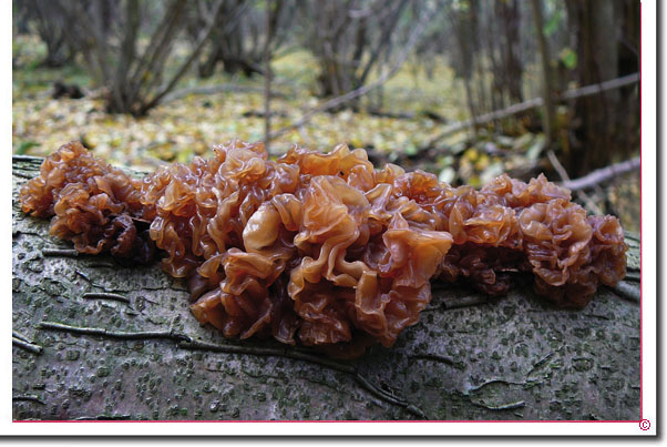 Blattartiger Zitterling Tremella foliacea