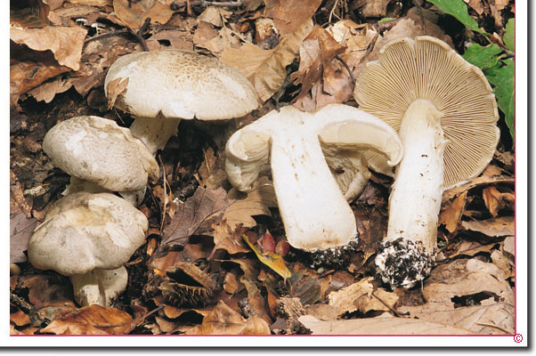 Tiger-Ritterling Tricholoma pardalotum